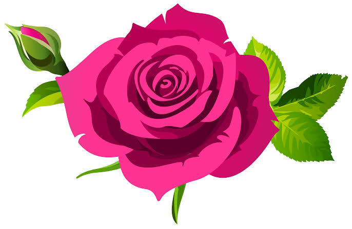 Elegant Climbing Rose Flower Seeds