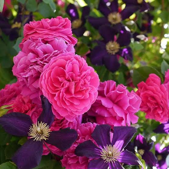 Elegant Climbing Rose Flower Seeds