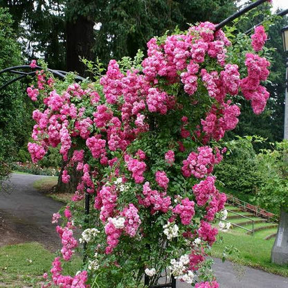 Elegant Climbing Rose Flower Seeds