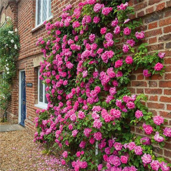 Elegant Climbing Rose Flower Seeds