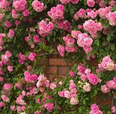 Elegant Climbing Rose Flower Seeds