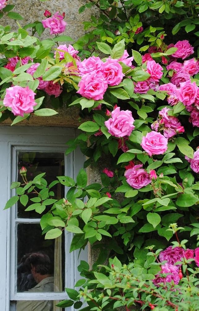 Elegant Climbing Rose Flower Seeds