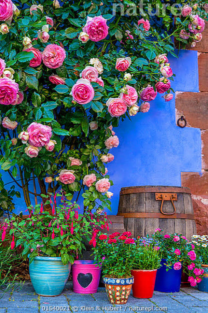 Elegant Climbing Rose Flower Seeds