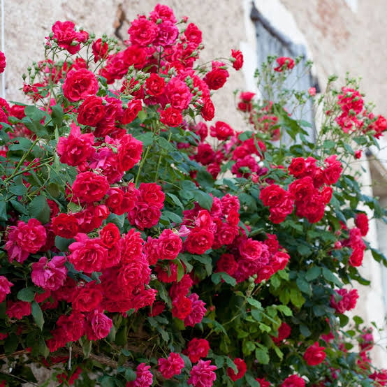 Elegant Climbing Rose Flower Seeds