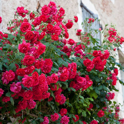 Elegant Climbing Rose Flower Seeds